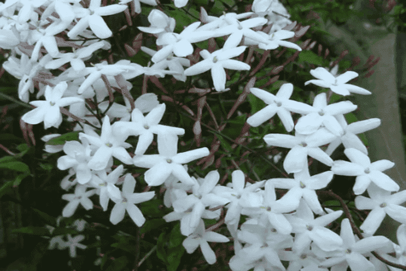 Curiosidades sobre Flores