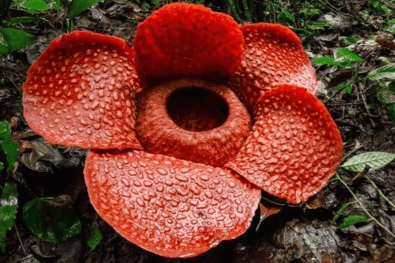 Curiosidades sobre Flores - Rafflesia