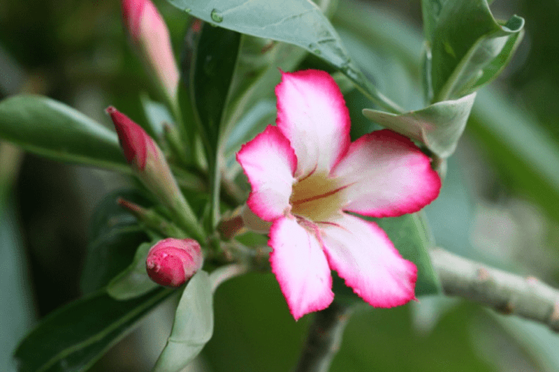 Curiosidades sobre Flores