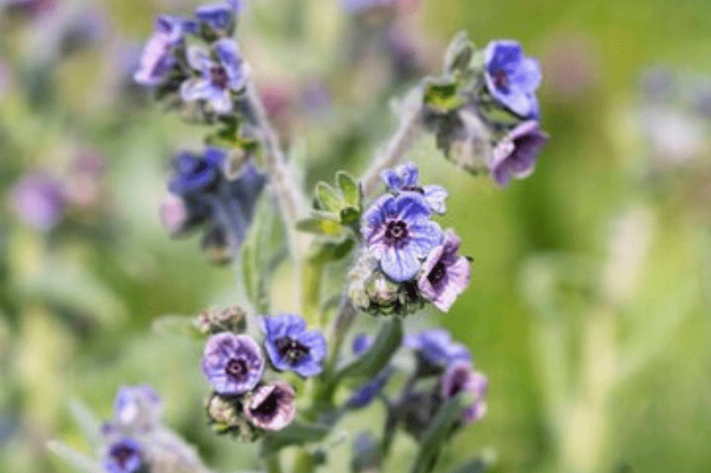 curiosidades sobre flores - flor orelha de lebre