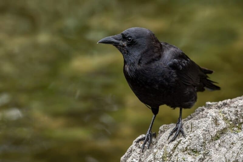 Fatos surpreendentes sobre animais - corvo