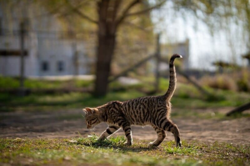 curiosidades sobre gatos - um gato andando com a cauda para cima