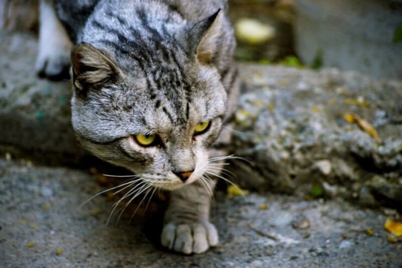 curiosidades sobre gatos - gato malhado dando um passo, olhar cauteloso