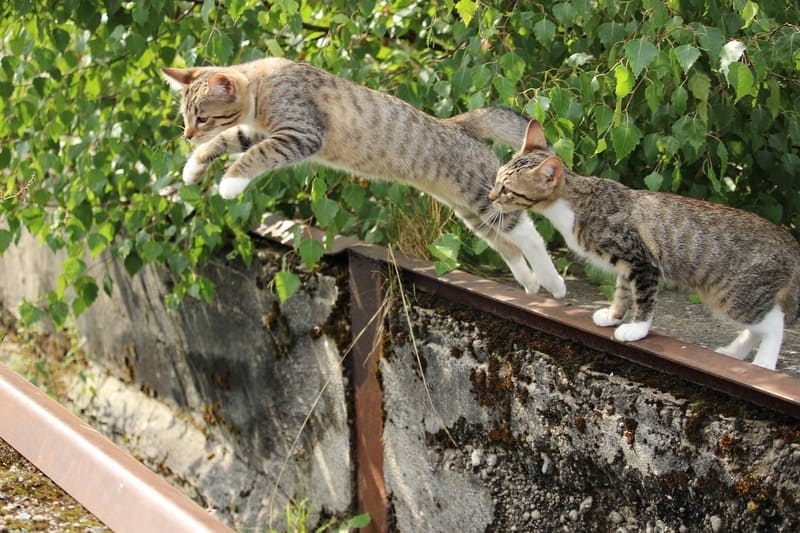 curiosidades sobre gatos - gato saltando de um muro