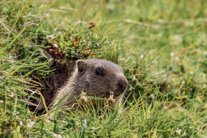 animais fofos - marmota