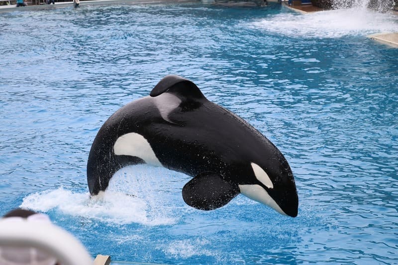 Fatos surpreendentes sobre animais - orca