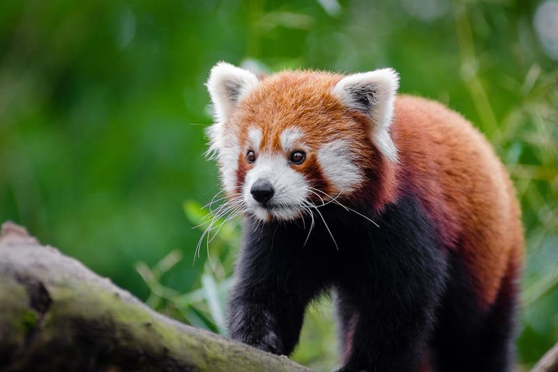 animais fofos - panda vermelho