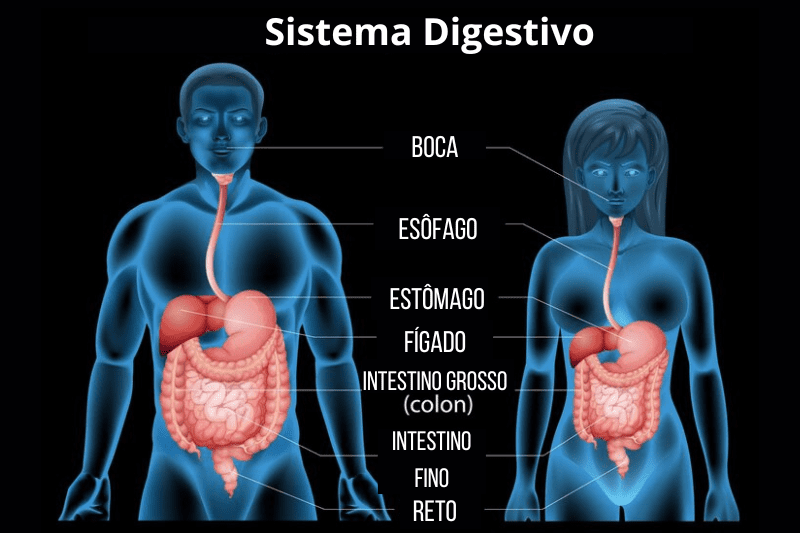 Ilustração do sistema digestivo, barulhos no estômago