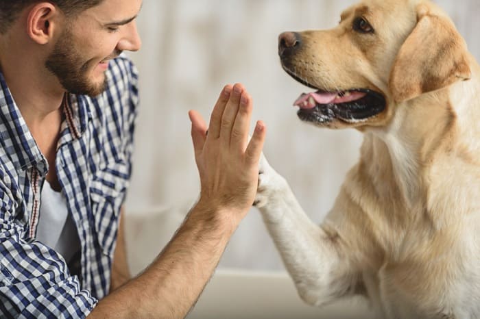 Cachorro, curiosidades, inteligência, amizade