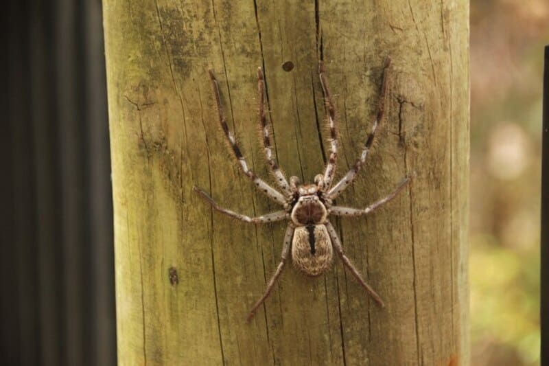 Fobias, aracnofobia, medo de aranha, foto de aranha