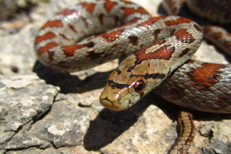 Fobias, medo de cobras, foto de uma cobra