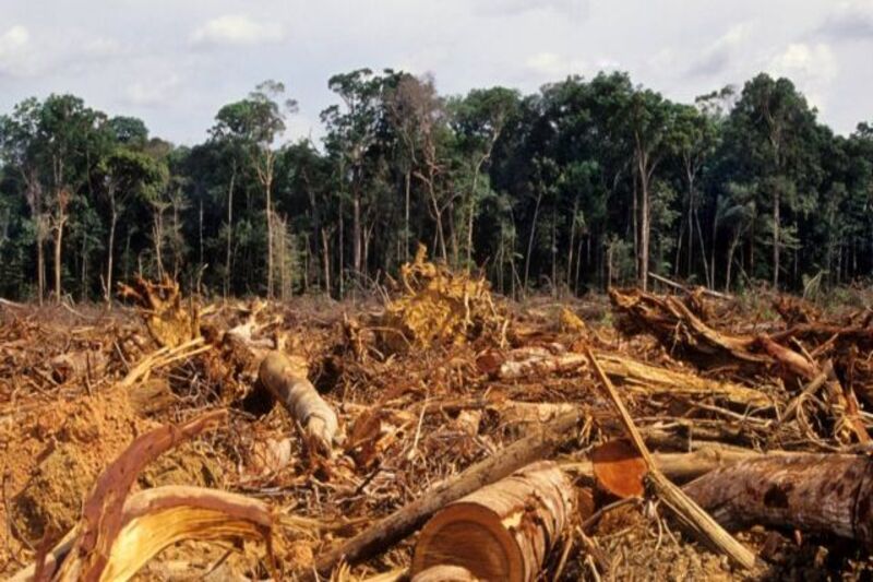 Queimadas na Amazônia, desmatamento