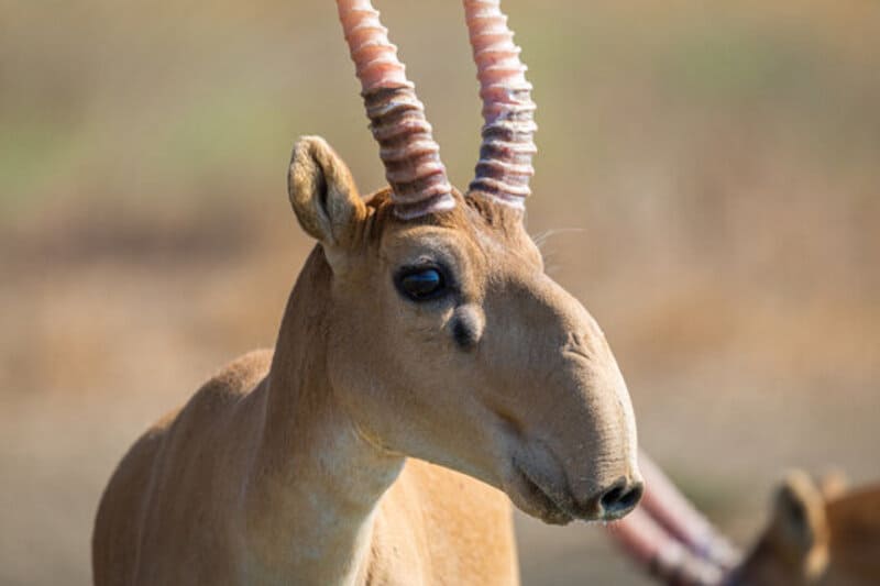 animais exóticos, animais curiosos, animais raros, animais incríveis, animais desconhecidos, animais em extinção